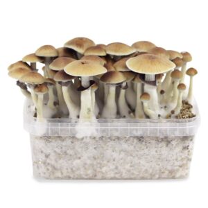 Buying B+ Mushrooms Online: