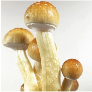 Golden Teacher Mushrooms