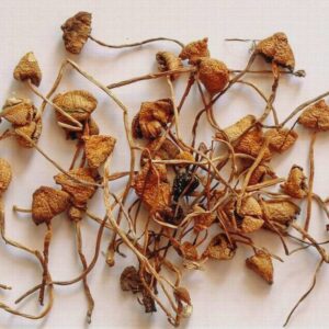 Buy Liberty cap mushrooms online