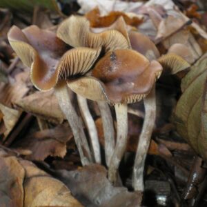 Wavy Cap Mushrooms