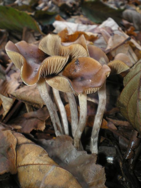 Wavy Cap Mushrooms